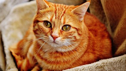 Пять ошибок хозяина, сокращающих жизнь котов