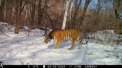 Фотоловушки зафиксировали краснокнижных тигрят в ЕАО