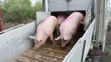 Завоз нового поголовья свиней начался на свинокомплексе 