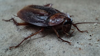 Кузбассовца возмутило полчище тараканов на улице 