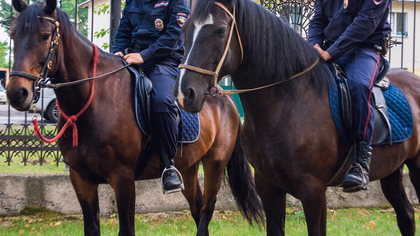 Кузбасская полиция ищет кавалериста без опыта работы
