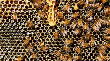 Кузбассовцы сообщили о массовой гибели пчел