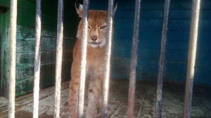Владелец зоопарка в Тюменской области устроил распродажу зверей