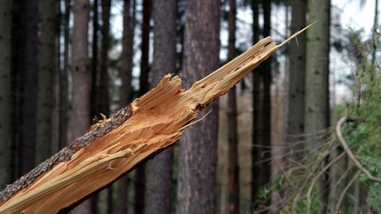 Ветер повалил дерево на припаркованные автомобили в Ленинске-Кузнецком