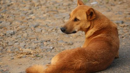 Дикие собаки задрали около 50 домашних животных в Кемерове