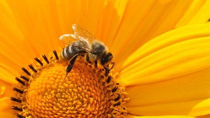 Пасечники забили тревогу: тысячи пчелиных семей погибли в Кузбассе