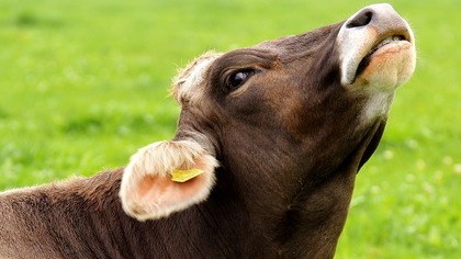 Ветеринары впервые нашли опасную инфекцию у коров на Дальнем Востоке