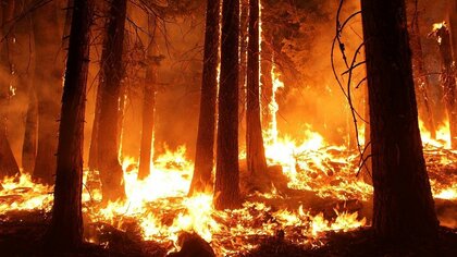 Пожар в Ростовской области распространился на территорию более тысячи гектаров