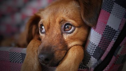 Расстрелянному в Кузбассе щенку может потребоваться хирургическое вмешательство