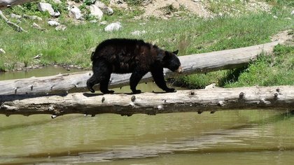 Медведь вышел к людям около кузбасской шахты