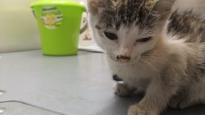 Новокузнечане спасли от голодных собак выброшенных на улицу котят