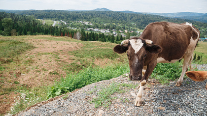 Кузбассовцы пожаловались на пасущихся коров