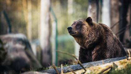 Мужчина испугал медвежонка неподалеку от Новокузнецка