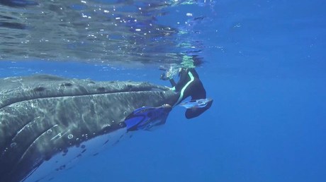 В Тихом океане горбатый кит защитил женщину от тигровой акулы: опубликовано видео