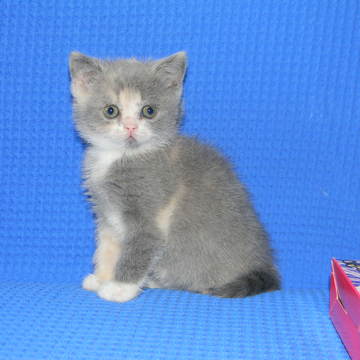 Шотландская кошечка