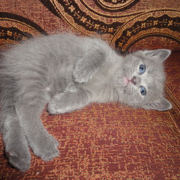 ОТДАМ КОТЕНКА