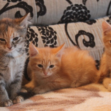 Отдам котят