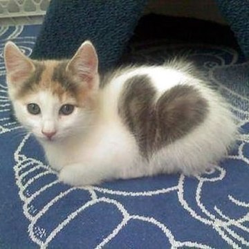 Отдам в добрые руки милого мальчика:)
