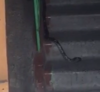 Прокопчане шокированы змеёй, ползающей в подъезде