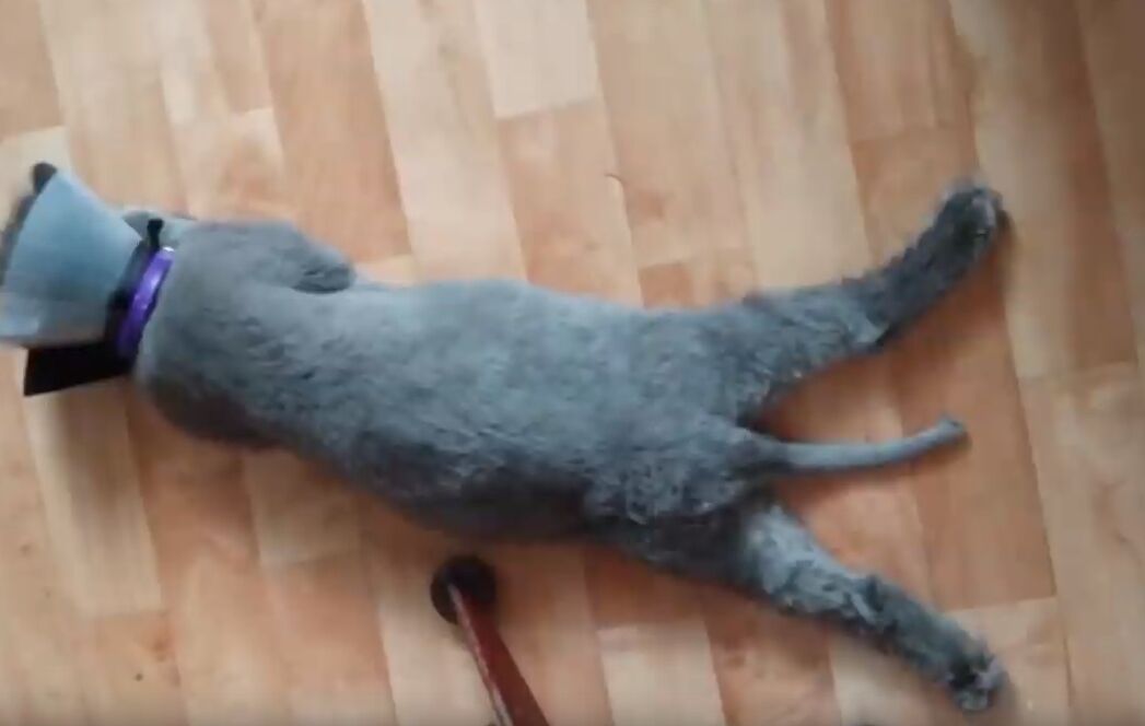 Кот после стрижки кусает свой хвост