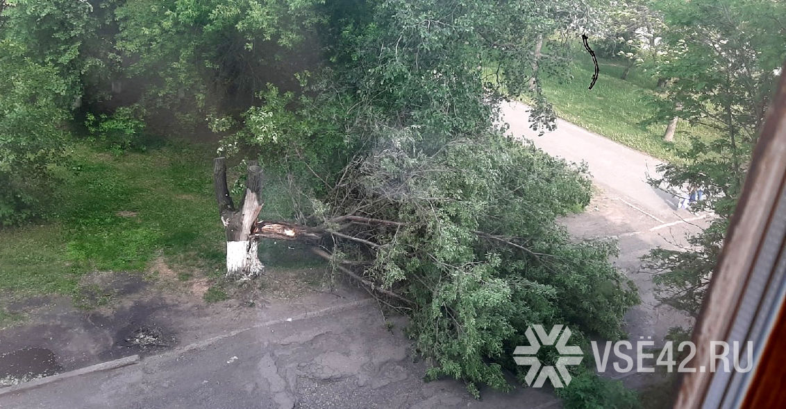 Мы сели отдохнуть на поваленную ветром иву. Ветер повредил крышу дома в центре Махачкалы. Ветер 27 м/с сильный фото. В Камышине свалены ветром деревья сегодня. В Железногорске был сильный ветер валила деревья покажи видео.