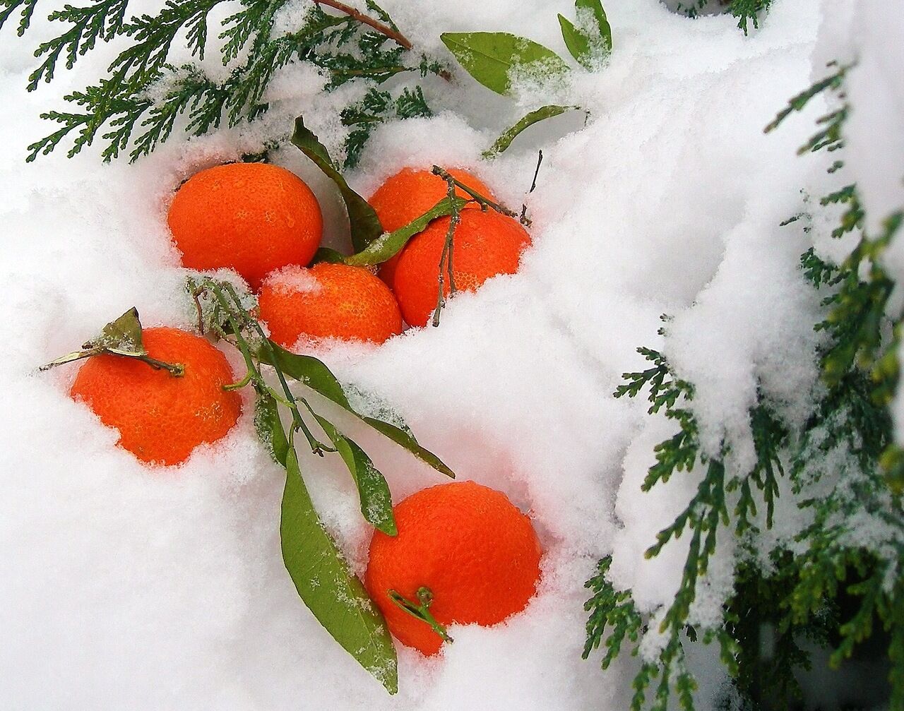 Мандарин мороз. Зимние фрукты. Новогодний мандарин.. Мандарины на снегу. Зимнее настроение.