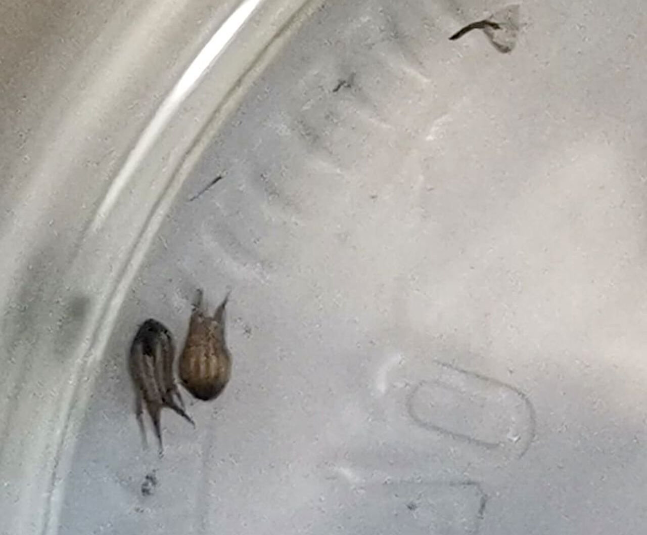 Чем питаются головастики. Жабьи головастики. Как головастик превращается в лягушку. Головастик озерной лягушки. В воде плавает головастик он постепенно превращается.