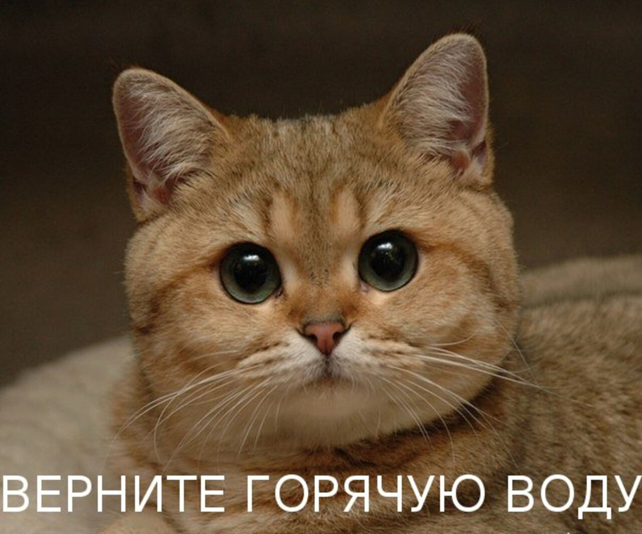 Песня ебитесь потише pesnya-ebites-potishe