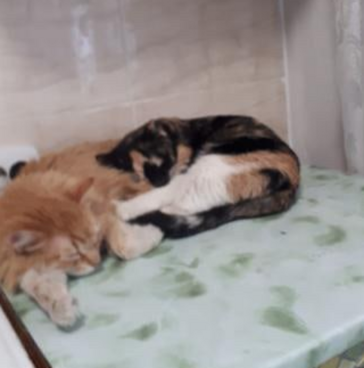 Кот и пес новокузнецк