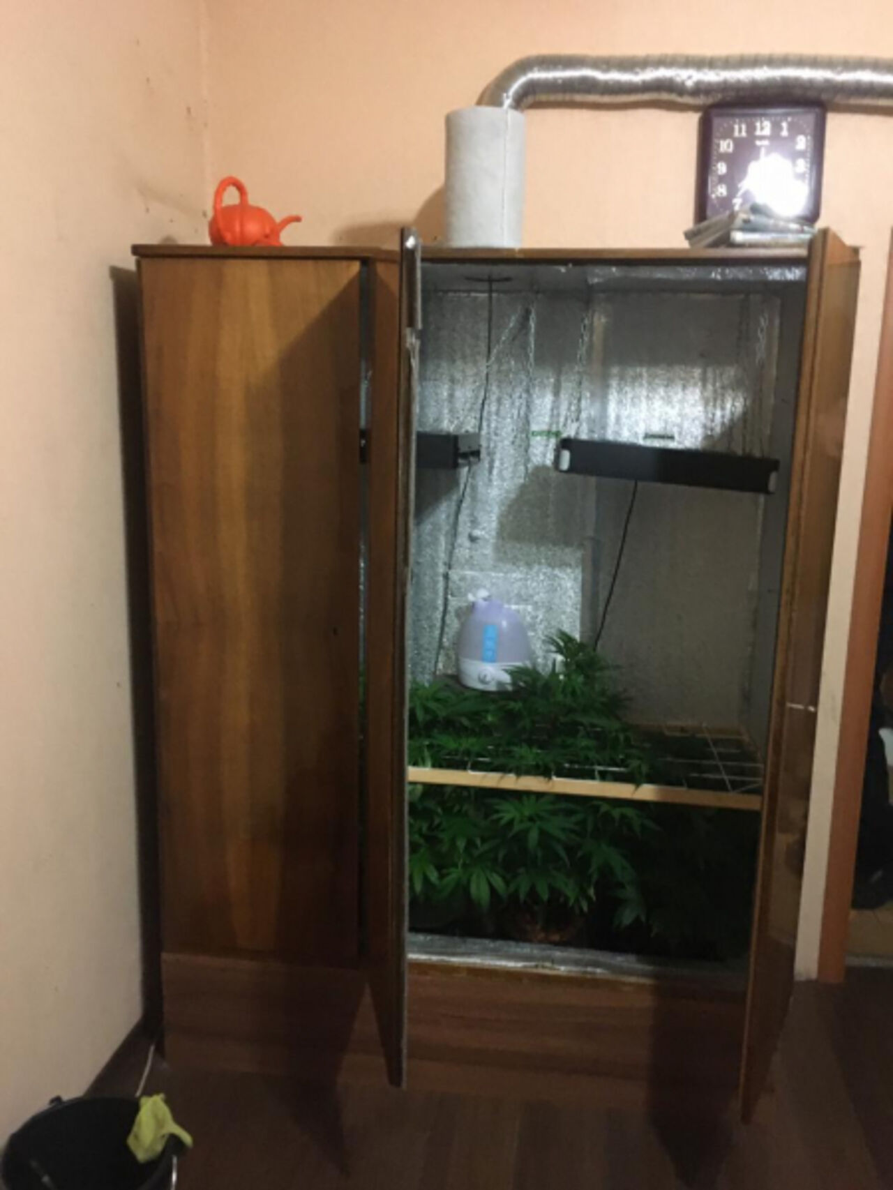 Выращивание марихуаны дома в шкафу refresh tor browser вход на гидру