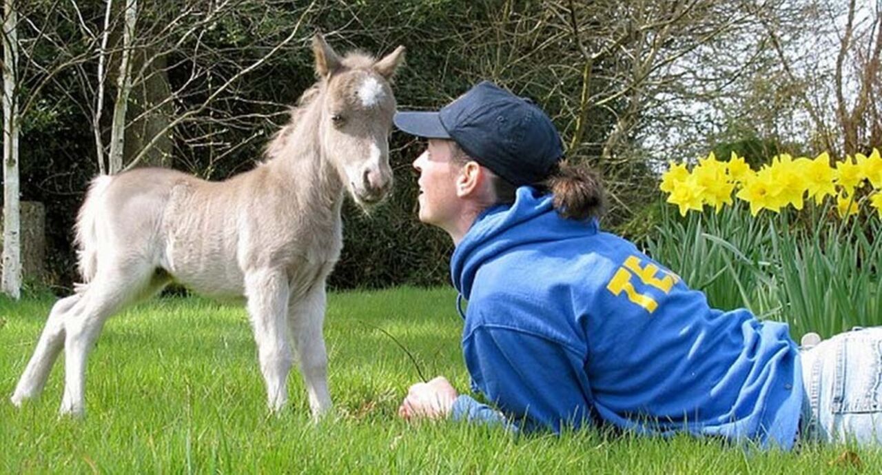 Наименьшая лошадь в мире. Маленькая лошадка. Самая маленькая лошадка в мире. Самая маленькая пони в мире. Самая маленькая лошадь в мире.
