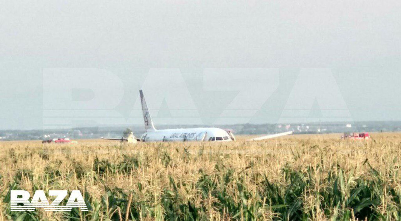 Самолет сел в поле. А321 сел на кукурузное поле. Уральские авиалинии посадка на кукурузное поле. А321 Жуковский аварийная посадка. Аэробус а321 посадка на кукурузное поле.