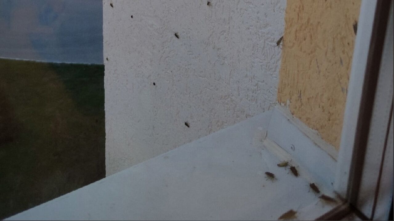 Шутки про клопов во франции. Нашествие клопов в париже. Нашествие лесных клопов 2023. Нашествие вонючих клопов. Лесные клопы в сочи.