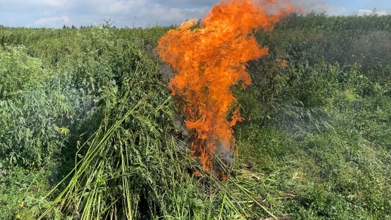 Гектар конопли сгорел около Кемерова / VSE42.RU - информационный сайт ...