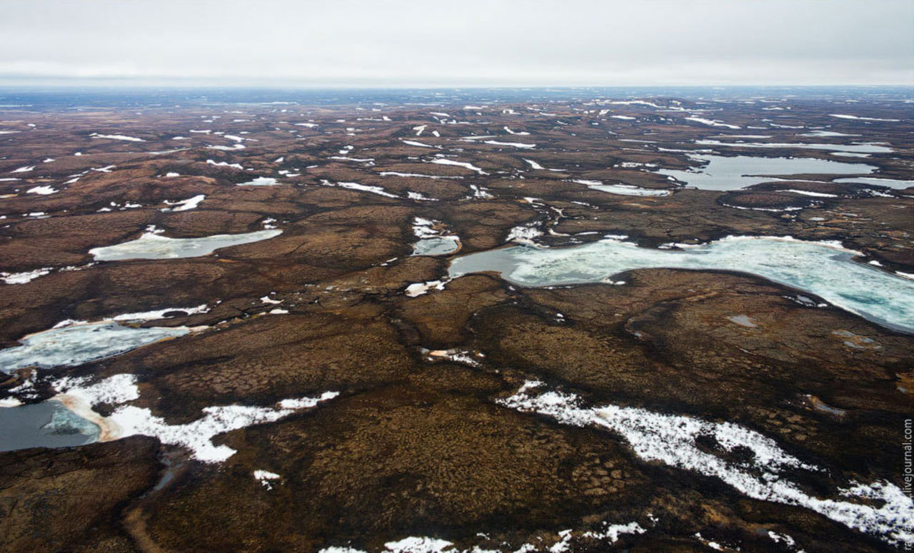 Многолетняя мерзлота занимает в россии более 60. Арктическая Прибрежная тундра. Многолетняя мерзлота в тундре. Яно Индигирская низменность. Тундра болота Вечная мерзлота.