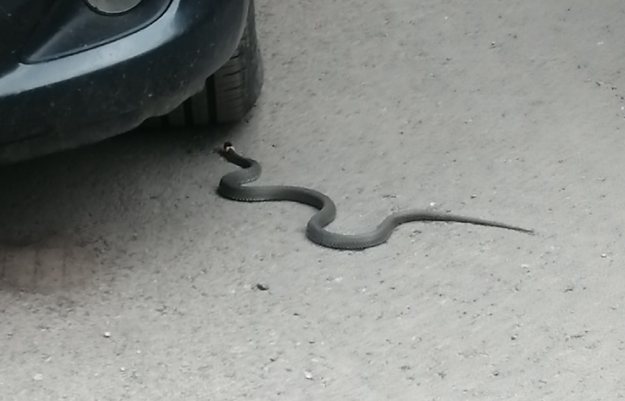 Заползают ли змеи. Змея заползла в машину. Змеи заползают в машины на Кипре. Змея заползла в соседнюю машину. Змея заползла на детскую площадку.
