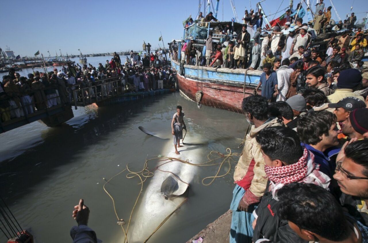 Самая большая акула в Пакистане