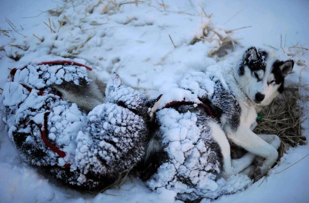 Ли холодная зима. Айдитарод. Собака зимой. Собака в снегу. Хаски в снегу.