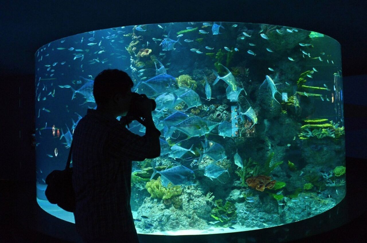 Открытие самого большого океанариума. Сингапур Сентоза океанариум. Marine Life Park, Сингапур. Океанариум в Сингапуре s.e.a. Aquarium.