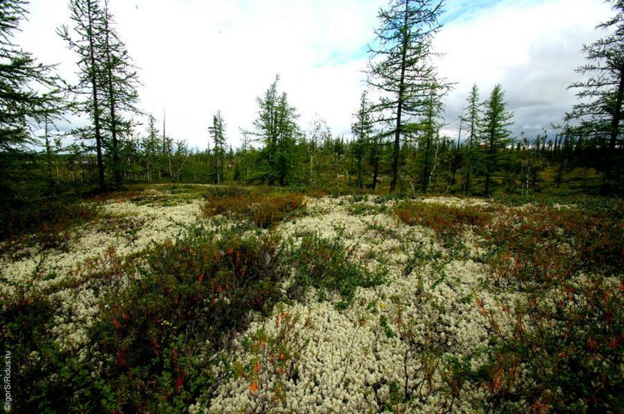 Растет ли ель в тундре. Лесотундра Таймыр. Лиственничный лес Таймыр. Сибирская береза лесотундры. Тундра летом на Таймыре.