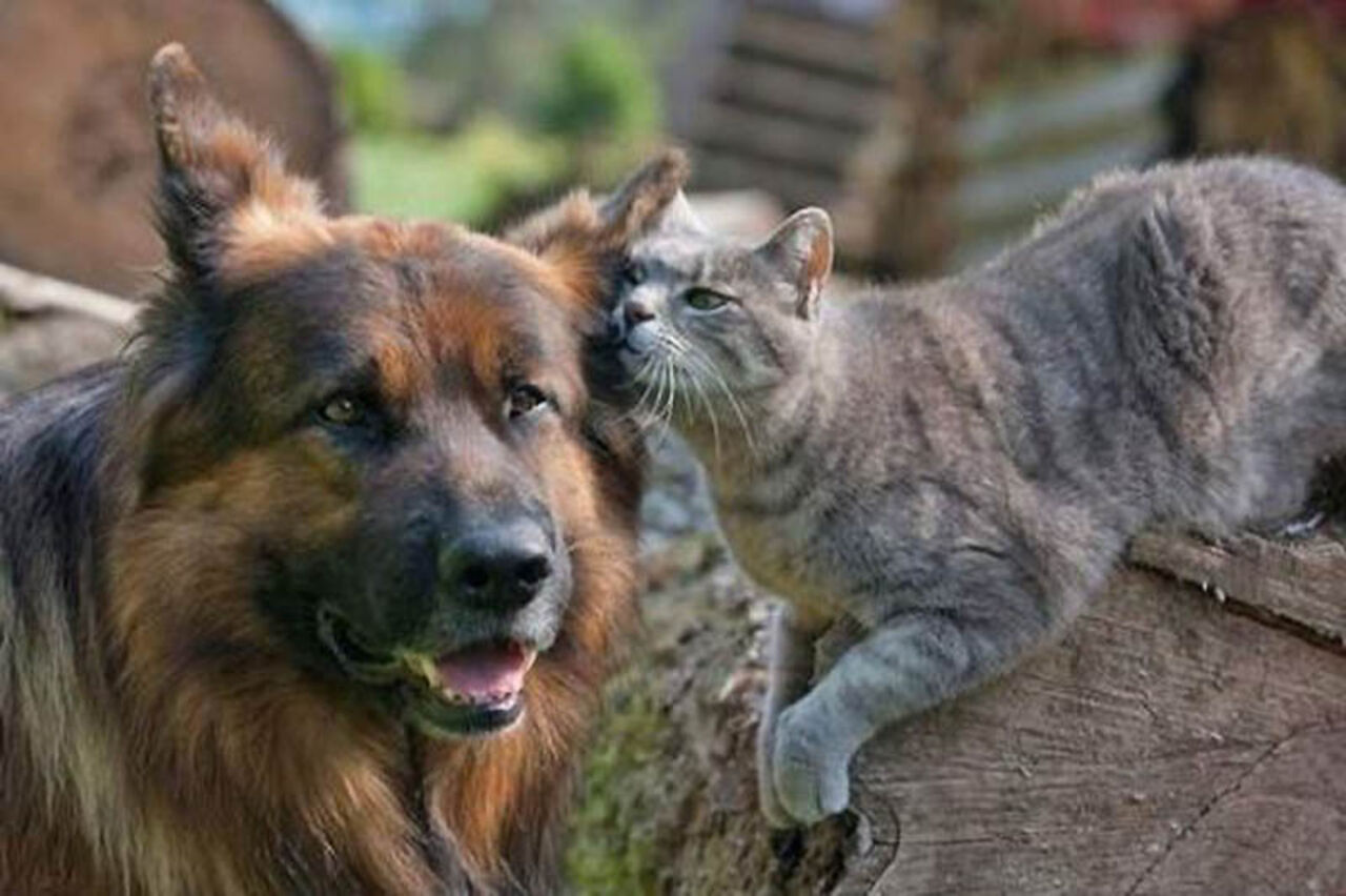 Говорящие коты и собаки. Кошки и собаки. Дружба кошки и собаки. Rjireb b CJ,FRB. Овчарка и кот.