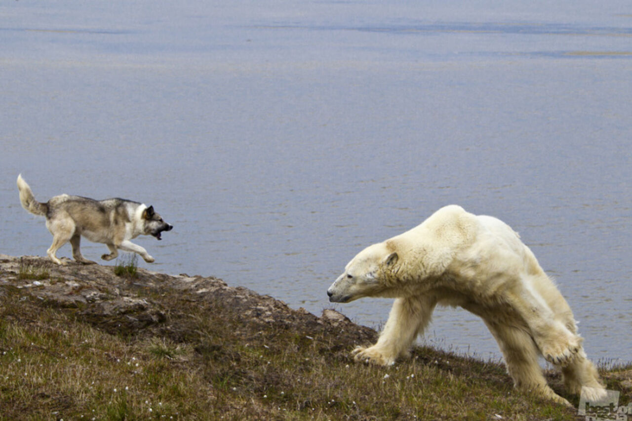 Белые медведи на Ямале