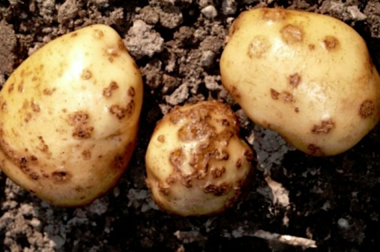 Серебристая парша картофеля