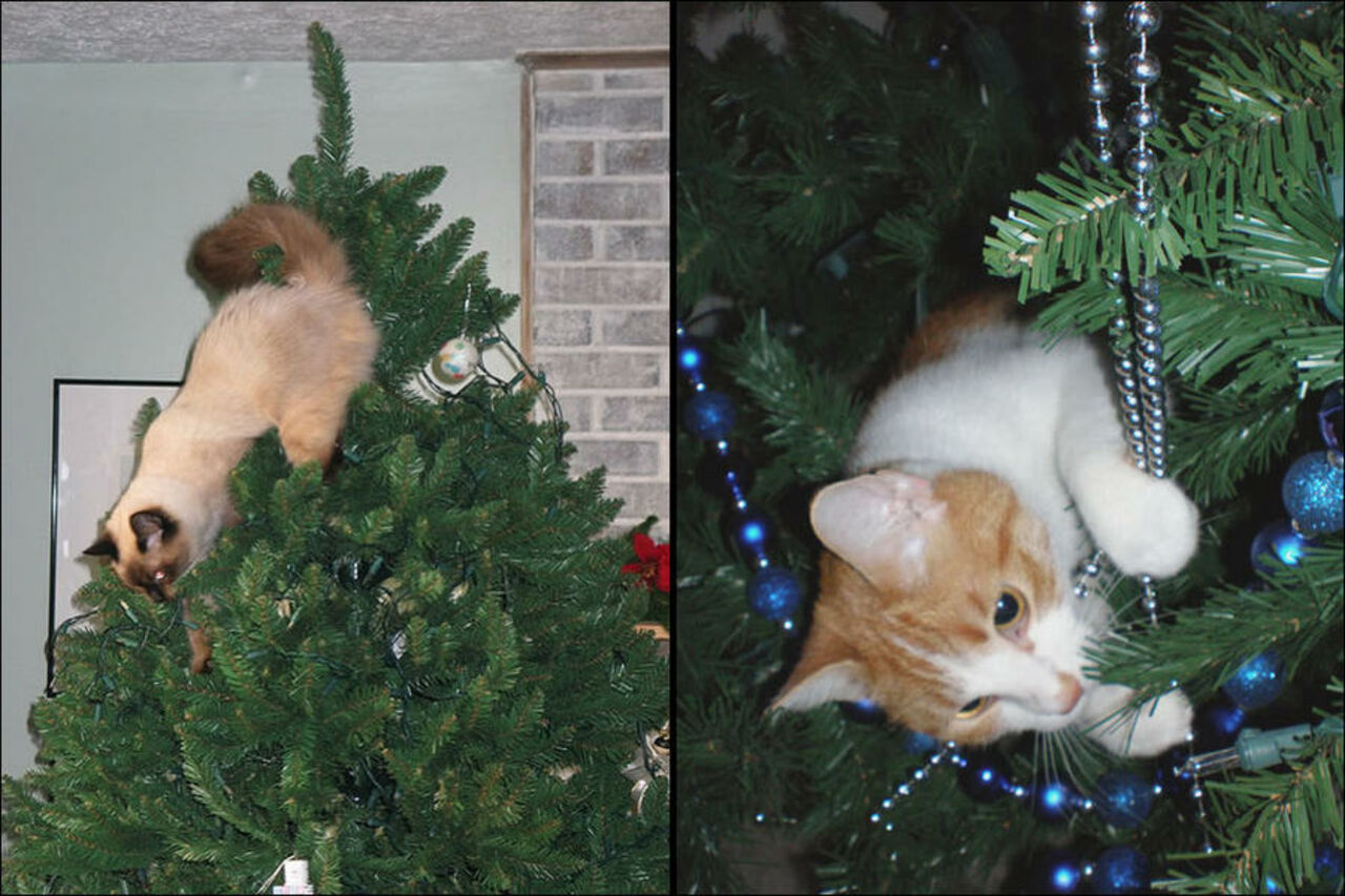 Кот опрокинул елку