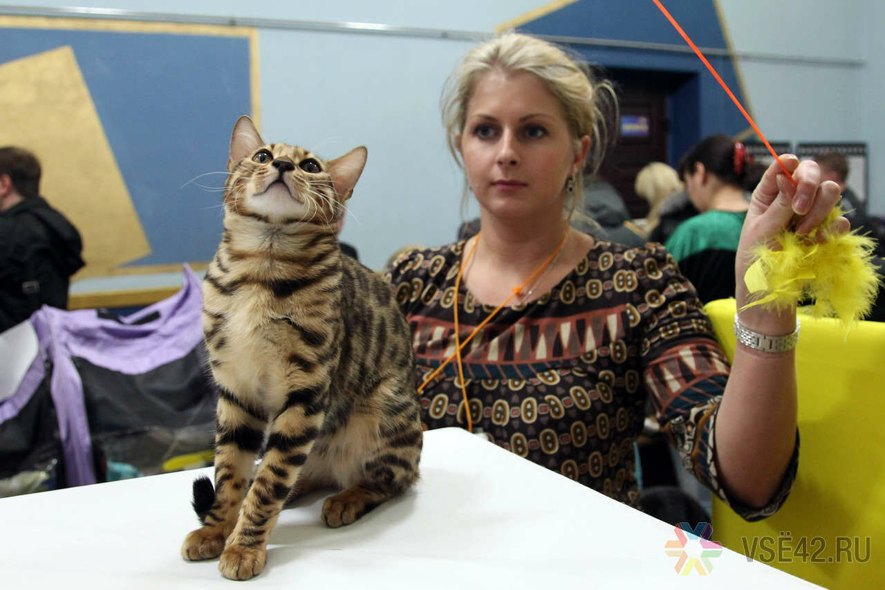Выставка породистых. Выставка кошек Кузбасс кот.
