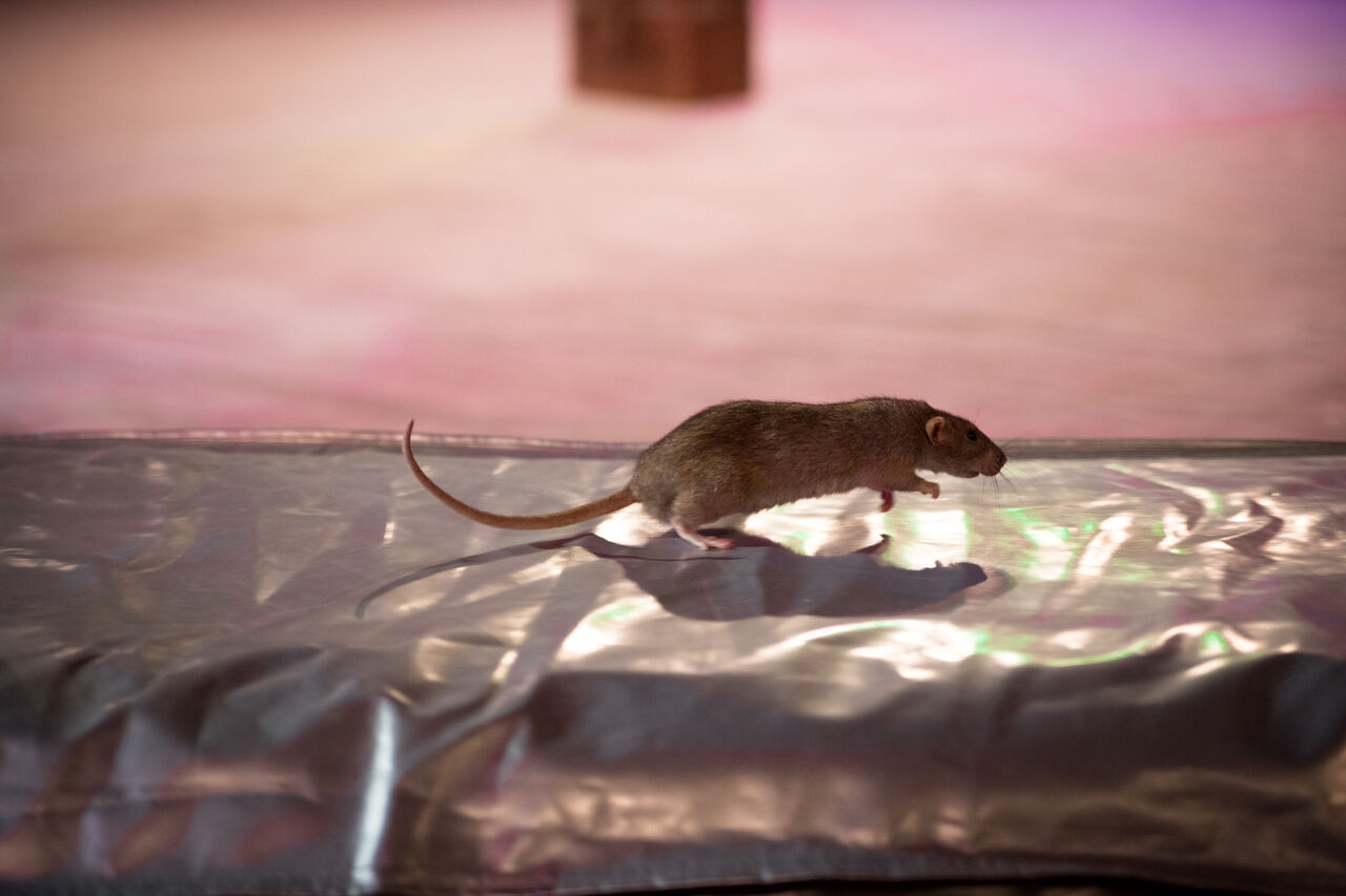 Мыши пробежали предложение. Мышь бегает. Крыса. Мышонок бежит. Крыса бежит.
