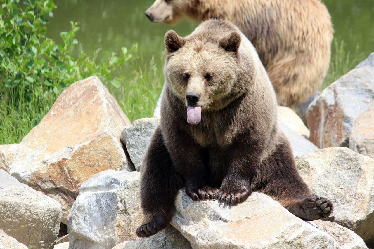 Бурый медведь Мурманской области