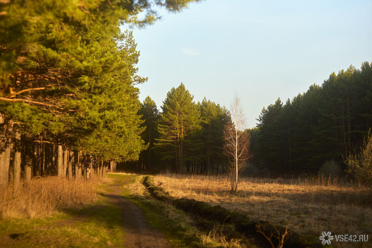 Фото по запросу Девочка лесу