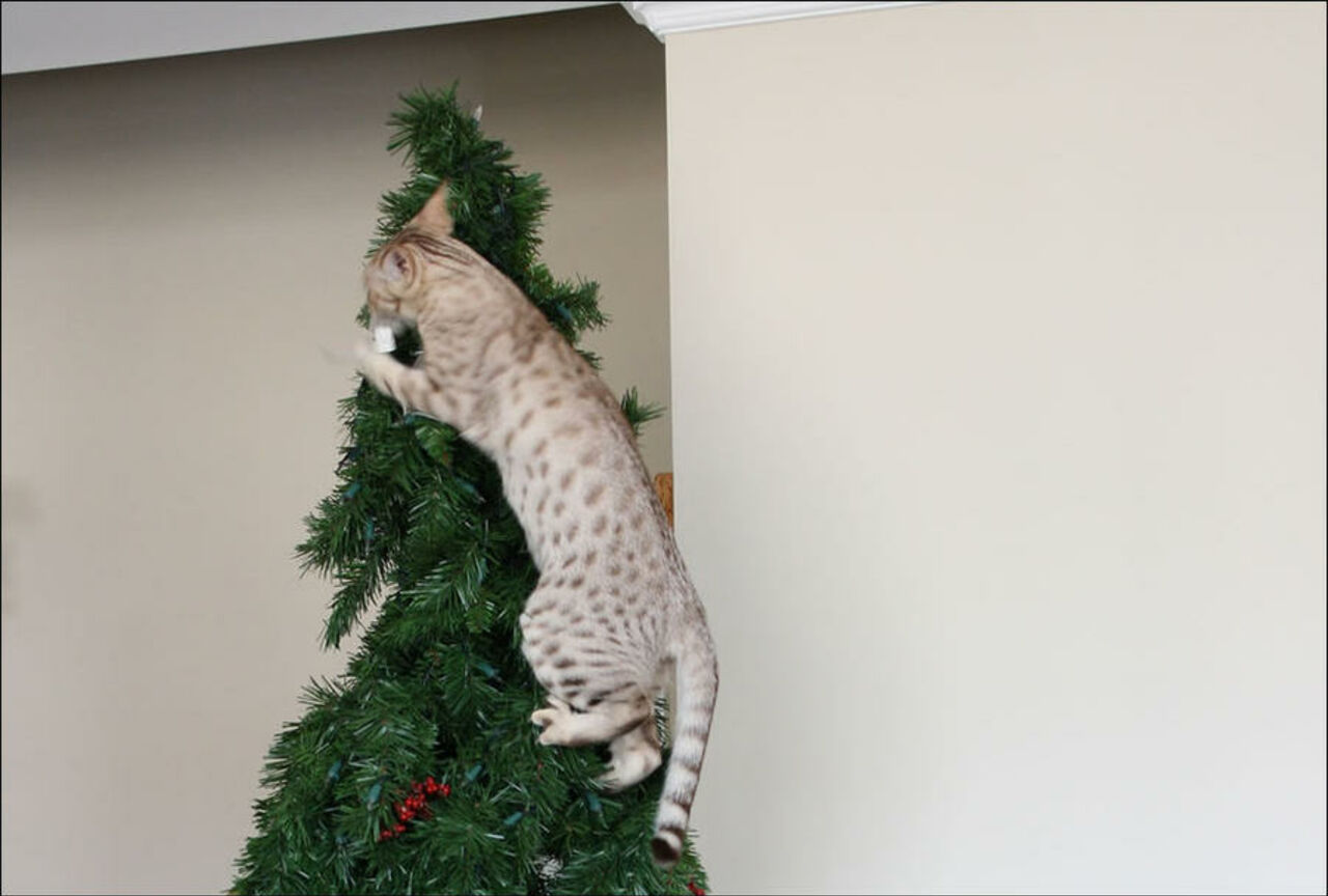 Кошка на верхушке елки