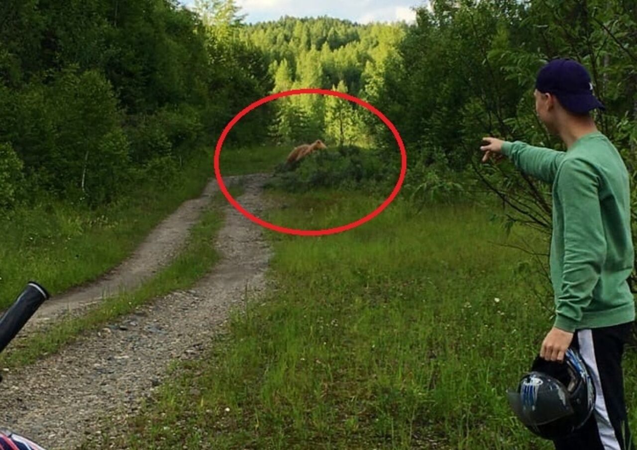 Заметили медведя в лесу